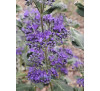 Каріоптеріс Кев Блю / Caryopteris clandonensis Kew Blue